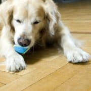 Parkett und Hunde sind kein Widerspruch